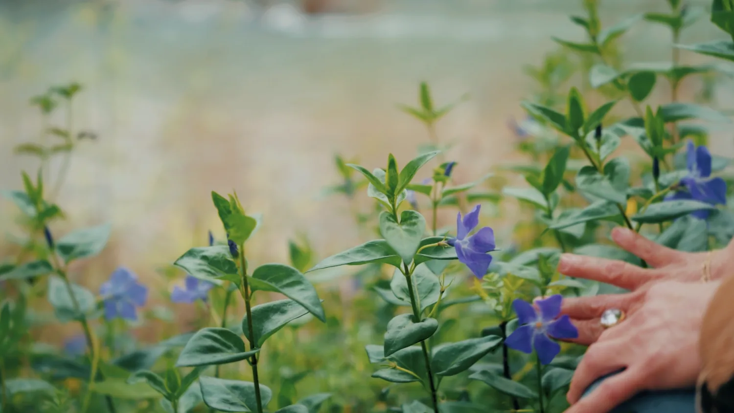 Dina Saalisi — touching wild periwinkle